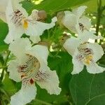 Catalpa bignonioides Цветок