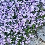 Phlox subulata 整株植物