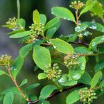 Spiraea trilobata Folha