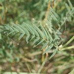 Astragalus onobrychis Folha