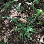 Adiantum hispidulum Habitus