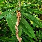 Alpinia purpurata Blatt