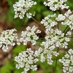 Chaerophyllum temulumFlower