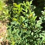 Cytisus nigricans Leaf