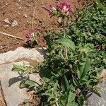 Anthyllis montana Kwiat