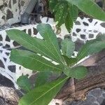 Crescentia alata Hoja