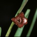 Dendrobium rhytidothece