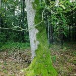 Quercus × rosacea Hoja