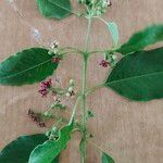 Santalum albumFlower