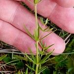 Galium boreale Bark