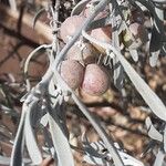 Cneorum pulverulentum Fruit