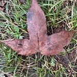 Liquidambar formosana Blad