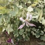 Bauhinia purpurea Blomst