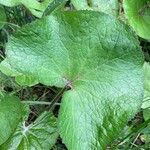 Petasites pyrenaicus Blatt