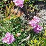 Armeria maritimaFlower