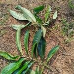Ardisia compressa Leaf