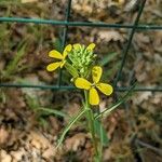 Erysimum pseudorhaeticum Цвят