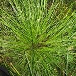 Isolepis cernua Агульны выгляд