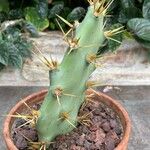 Opuntia dillenii Leht