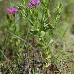 Sabatia campestris موطن