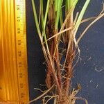 Carex polystachya 其他