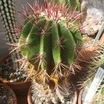 Ferocactus pilosus Агульны выгляд