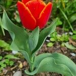 Tulipa agenensis Flower