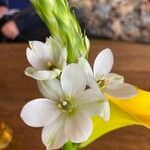 Ornithogalum thyrsoides 花