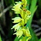 Herminium monorchis Flower