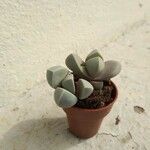 Lapidaria margaretae Hoja