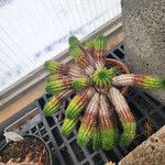 Euphorbia susannae Feuille