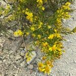 Dittrichia viscosaКветка