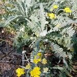 Achillea clypeolata موطن