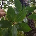 Arbutus × andrachnoides Folio