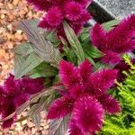 Celosia argentea Blomst