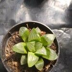 Haworthia mutica Hoja