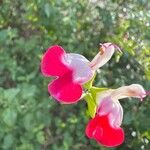 Salvia × jamensis Flower