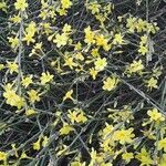 Jasminum nudiflorum Агульны выгляд