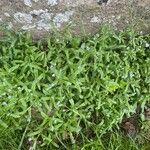 Myosotis arvensis Habit