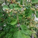 Cotoneaster multiflorus Levél