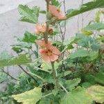 Althaea officinalisফুল