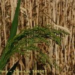 Panicum miliaceum Flor