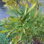 Mahonia fortunei Leaf