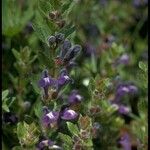 Scutellaria tuberosa Агульны выгляд