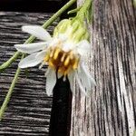 Symphyotrichum pilosum 花