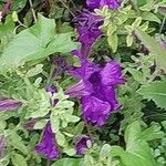 Petunia integrifolia Кветка