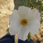 Argemone pleiacantha Flor