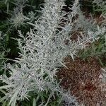 Artemisia ludoviciana 叶