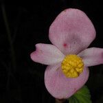 Begonia grandisFlower