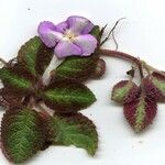 Episcia lilacina Цвят